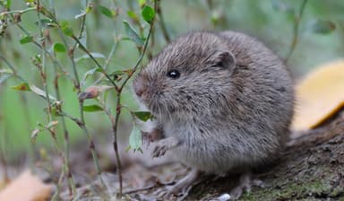 Vole Image